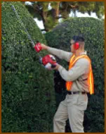 hedge cutting