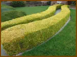 garden hedge