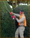 hedge cutting